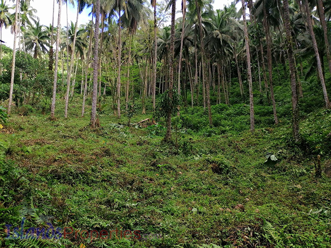 Cocoland For Sale Planted with more or less 400 coconut trees and some other fruit trees. some coconut trees and other fruit bearing trees.