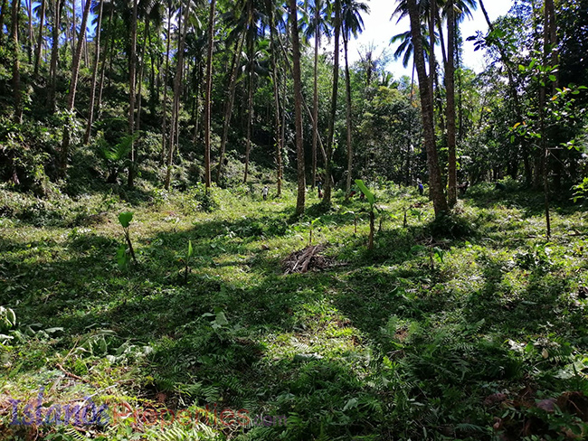 Cocoland For Sale Planted with more or less 400 coconut trees and some other fruit trees. some coconut trees and other fruit bearing trees.