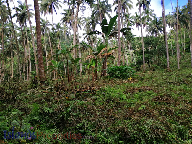 Cocoland For Sale Planted with more or less 400 coconut trees and some other fruit trees. some coconut trees and other fruit bearing trees.