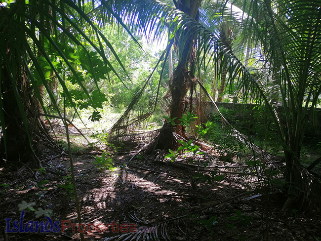 Beachfront property in Agdangan, Quezon with surrounding vegetations