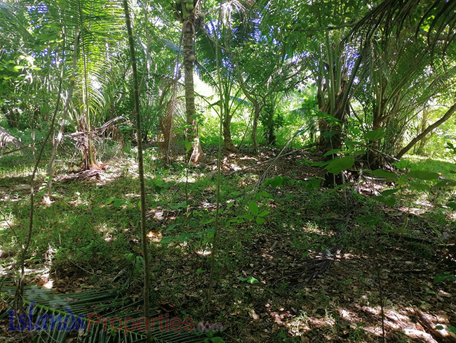 Beachfront property in Agdangan, Quezon with surrounding vegetations