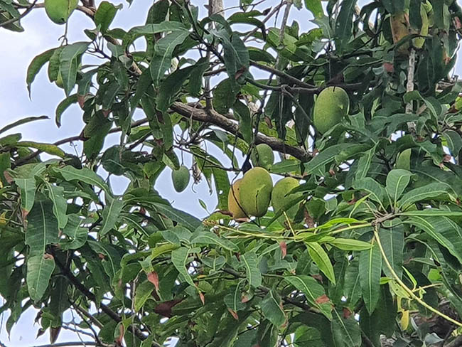 Mango Tree