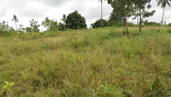 Affordable Sea-View Lots for Sale in San Jose, Negros Oriental (RL-1100)