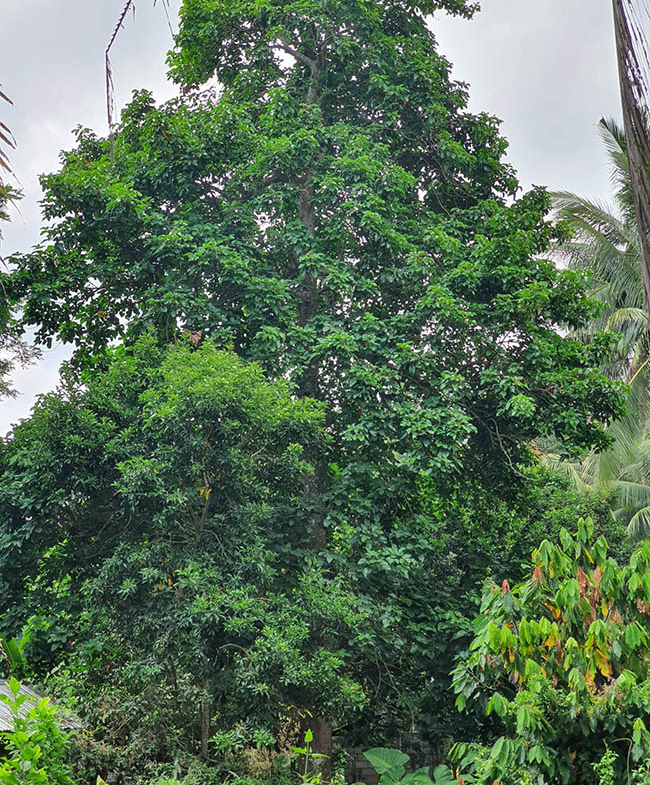 Santol tree