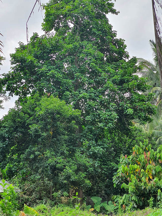 Santol tree