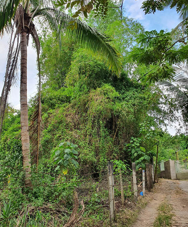 Bamboo tree