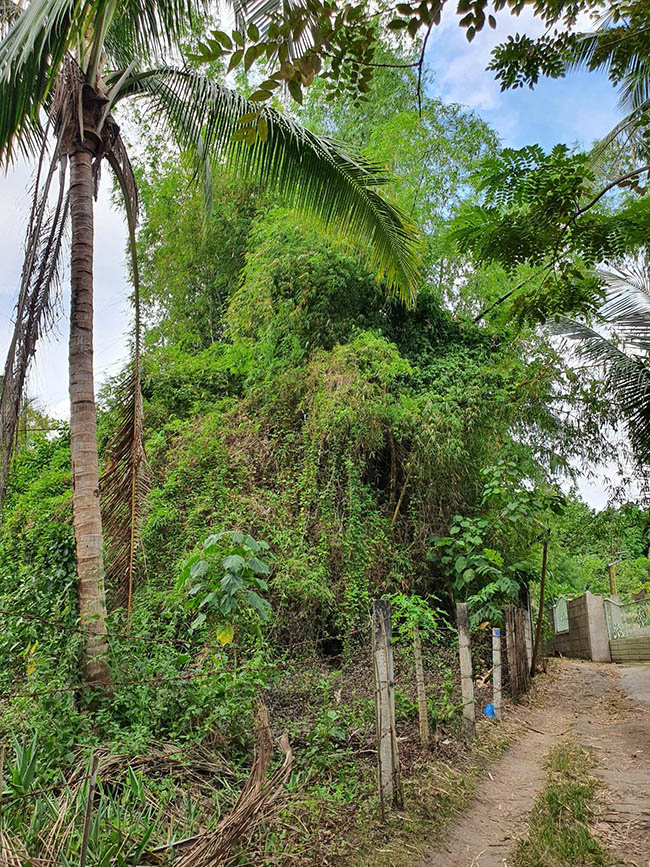 Bamboo tree