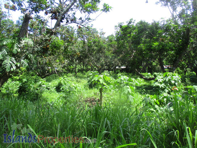 Lot With Hotspring Water for Sale Planted with hundreds of Rambutan, Lanzones, Coconut Trees that can produce good income