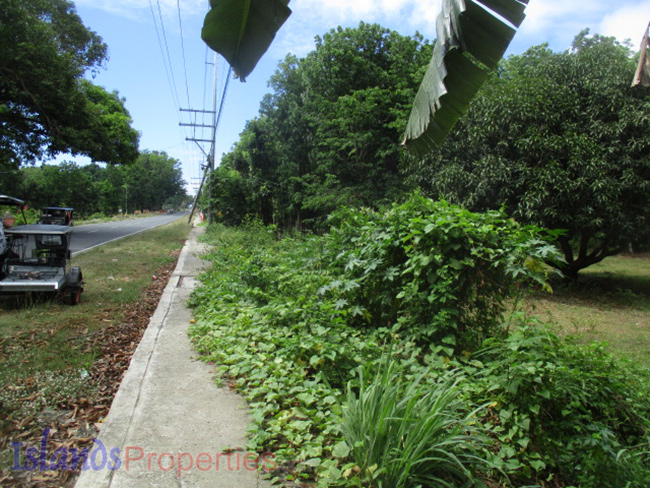 Lot Along the Highway for Sale This property is located along highway going to Laiya. Planted with more or less 15 mango trees. Flat terrain and has about 40 meters frontage.
