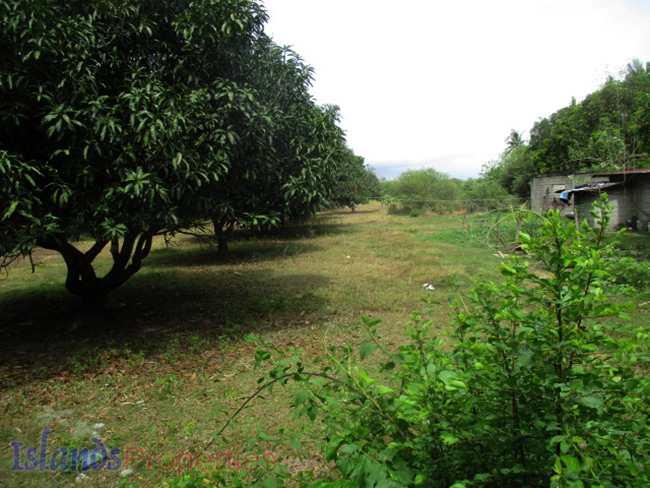 Lot Along the Highway for Sale Planted with more or less 15 mango trees. Flat terrain and has about 40 meters frontage.