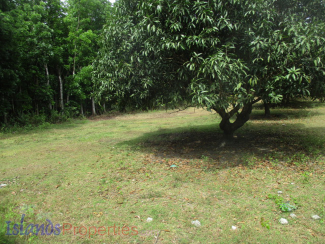 Lot Along the Highway for Sale Planted with more or less 15 mango trees. Flat terrain and has about 40 meters frontage.