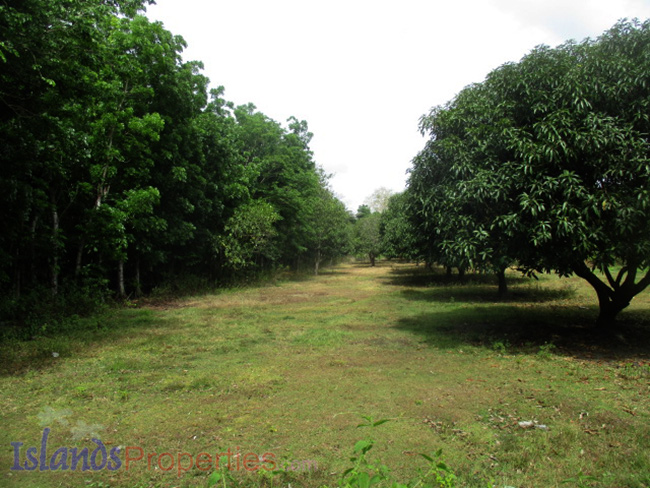 Lot Along the Highway for Sale Planted with more or less 15 mango trees. Flat terrain and has about 40 meters frontage.