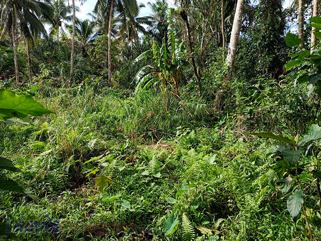 Residential Lot in Lucban, Quezon Expanse of vegetations