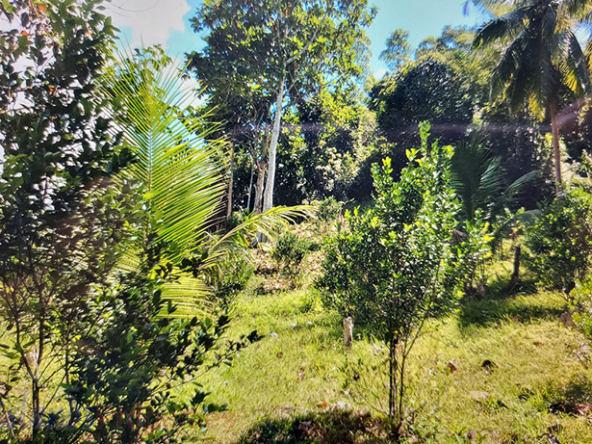 Agriland Along Highway for Sale Planted with coconut ang other fruit trees