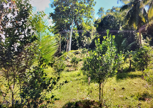 Agriland Along Highway for Sale Planted with coconut ang other fruit trees