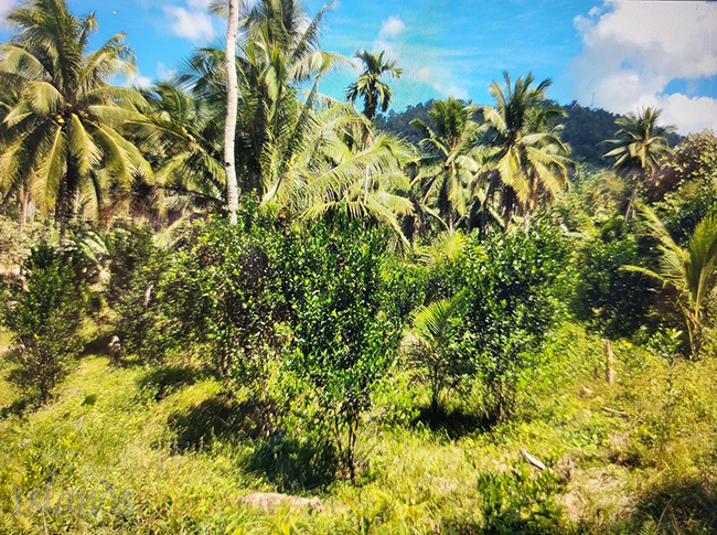 Agriland Along Highway for Sale Planted with coconut ang other fruit trees