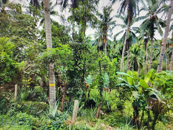 Agriland Along Highway for Sale Planted with coconut ang other fruit trees