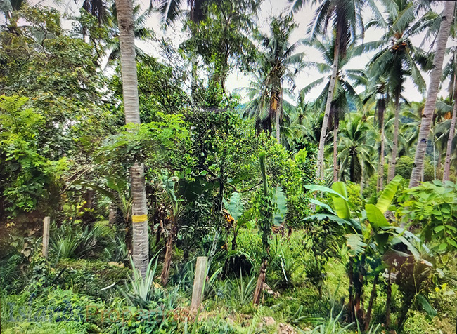 Agriland Along Highway for Sale Planted with coconut ang other fruit trees