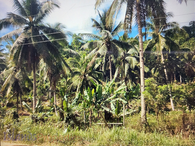 Agriland Along Highway for Sale Planted with coconut ang other fruit trees