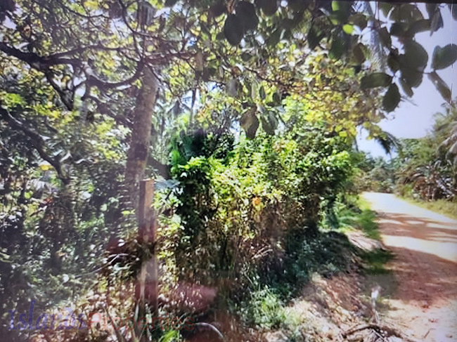 Agriland Along Highway for Sale Planted with coconut ang other fruit trees