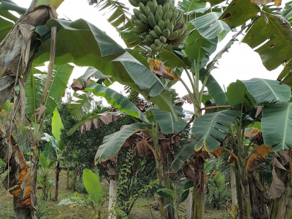 Banana Plantation Beautiful Farm for Sale