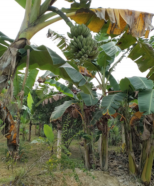 Banana Plantation Beautiful Farm for Sale