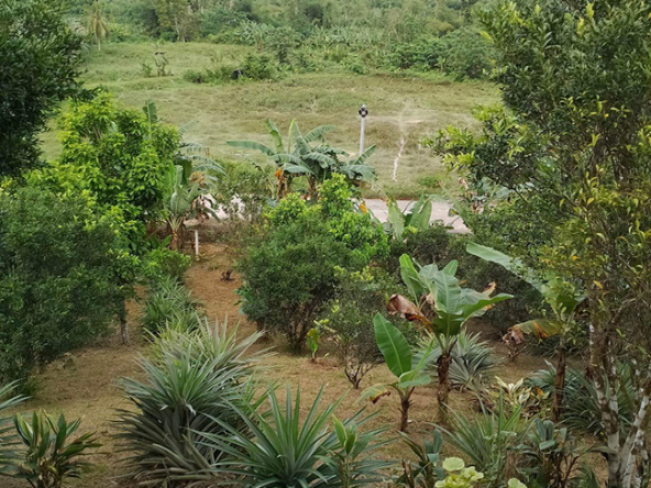 Beautiful Farm for Sale