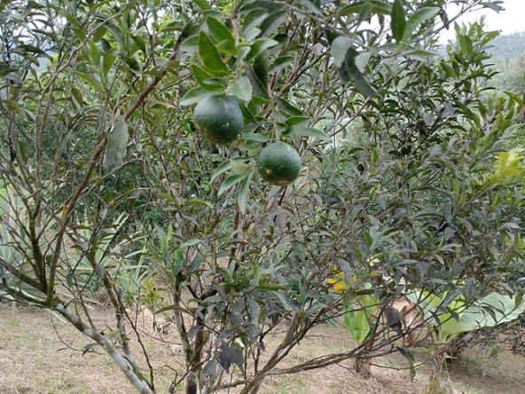 Beautiful Farm for Sale