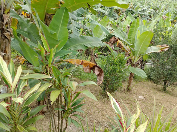 Beautiful Farm for Sale