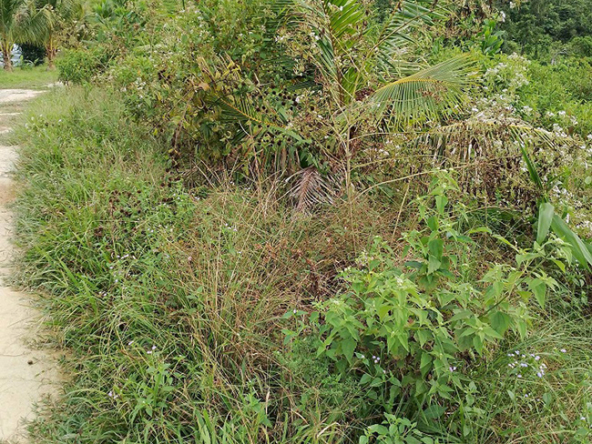 Agriland for Sale Agricultural Land Planted with coconut trees and unnumbered pineapple.