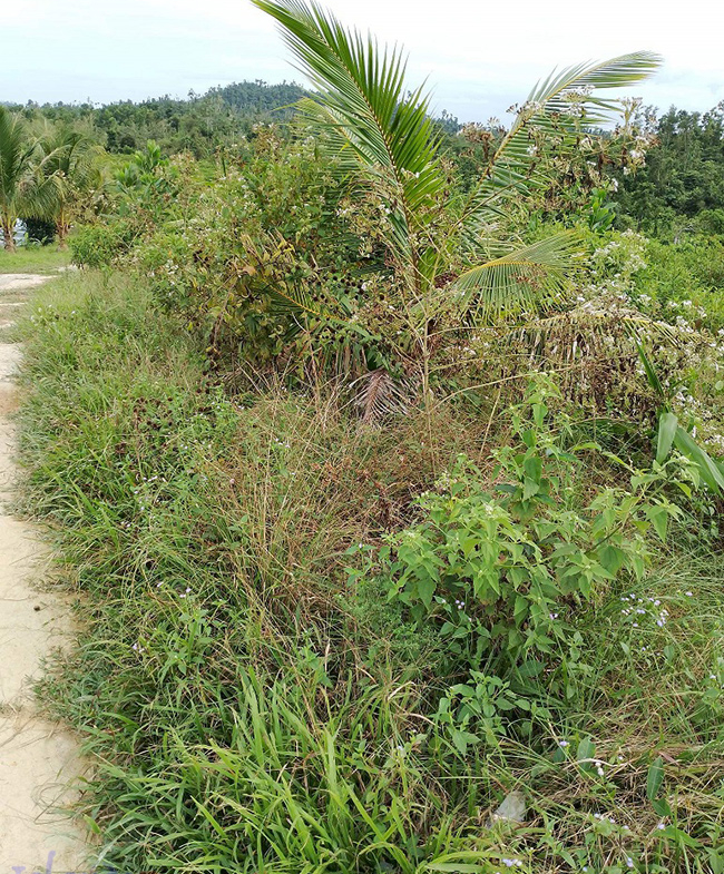 Agriland for Sale Agricultural Land Planted with coconut trees and unnumbered pineapple.