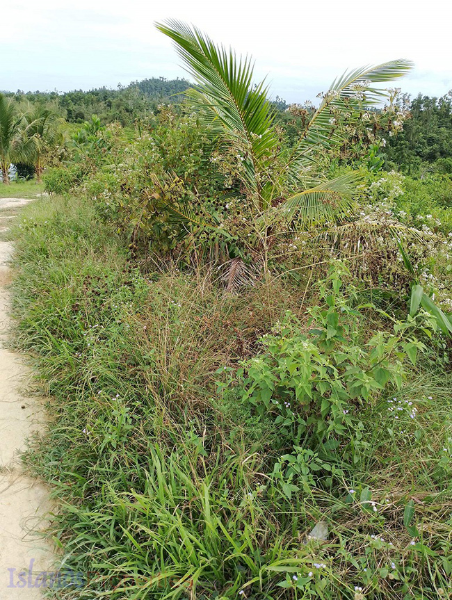 Agriland for Sale Agricultural Land Planted with coconut trees and unnumbered pineapple.