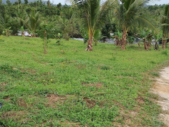 Agriland for Sale Agricultural Land Planted with coconut trees and unnumbered pineapple.