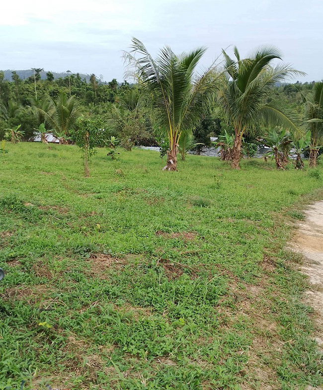 Agriland for Sale Agricultural Land Planted with coconut trees and unnumbered pineapple.