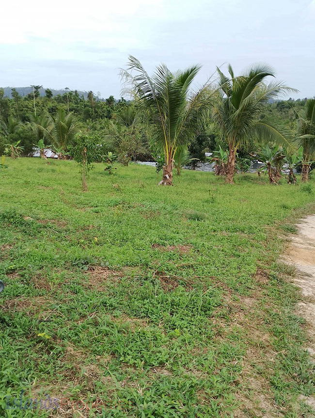 Agriland for Sale Agricultural Land Planted with coconut trees and unnumbered pineapple.