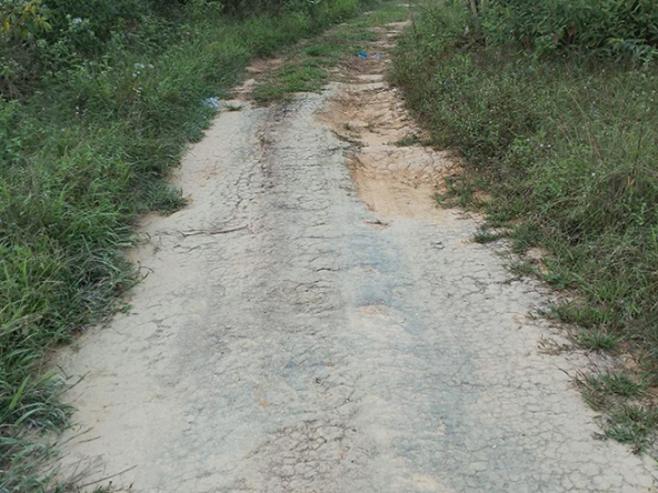 Agriland for Sale Agricultural Land Planted with coconut trees and unnumbered pineapple.