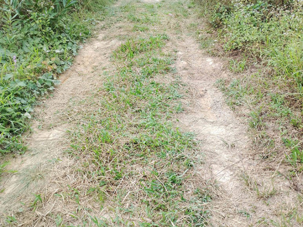 Agriland for Sale Agricultural Land Planted with coconut trees and unnumbered pineapple.