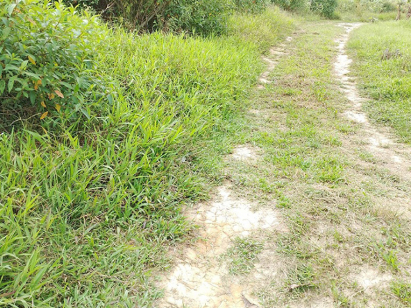 Agriland for Sale Agricultural Land Planted with coconut trees and unnumbered pineapple.