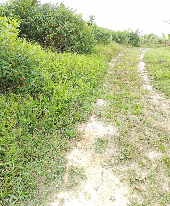 Agriland for Sale Agricultural Land Planted with coconut trees and unnumbered pineapple.