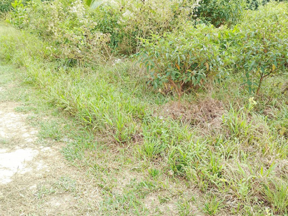 Agriland for Sale Agricultural Land Planted with coconut trees and unnumbered pineapple.