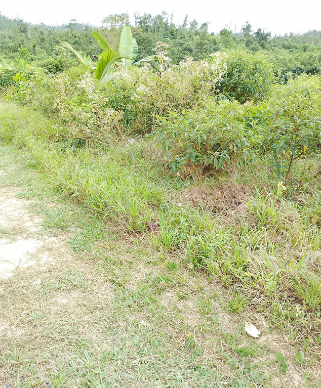 Agriland for Sale Agricultural Land Planted with coconut trees and unnumbered pineapple.