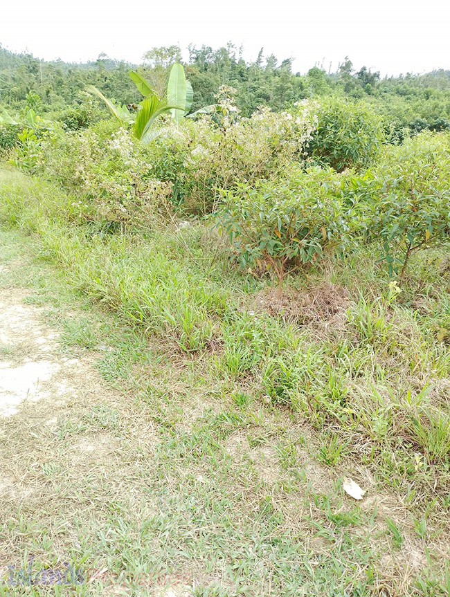 Agriland for Sale Agricultural Land Planted with coconut trees and unnumbered pineapple.