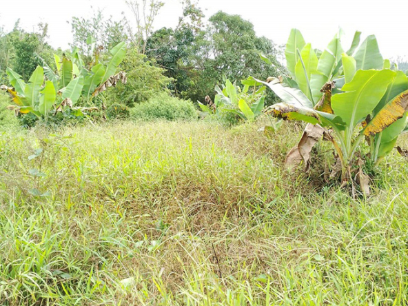 Agriland for Sale Agricultural Land Planted with coconut trees and unnumbered pineapple.