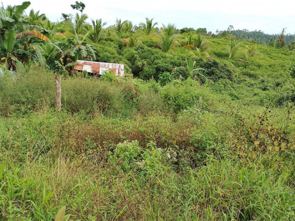 Agriland for Sale Agricultural Land Planted with coconut trees and unnumbered pineapple.