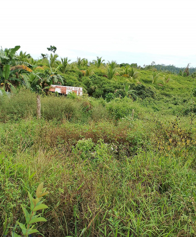 Agriland for Sale Agricultural Land Planted with coconut trees and unnumbered pineapple.