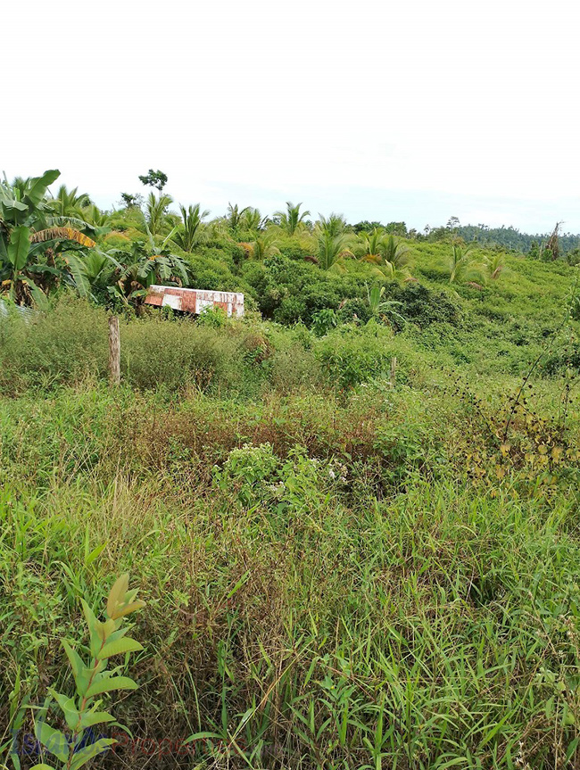 Agriland for Sale Agricultural Land Planted with coconut trees and unnumbered pineapple.
