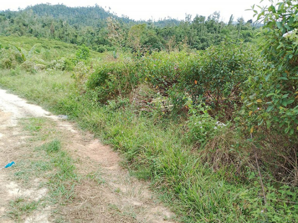 Agriland for Sale Agricultural Land Planted with coconut trees and unnumbered pineapple.
