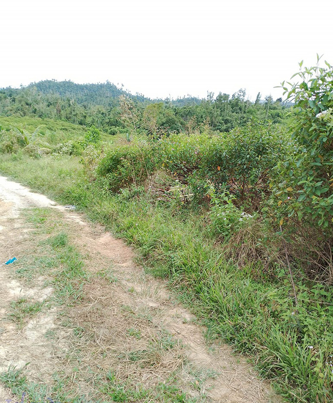 Agriland for Sale Agricultural Land Planted with coconut trees and unnumbered pineapple.