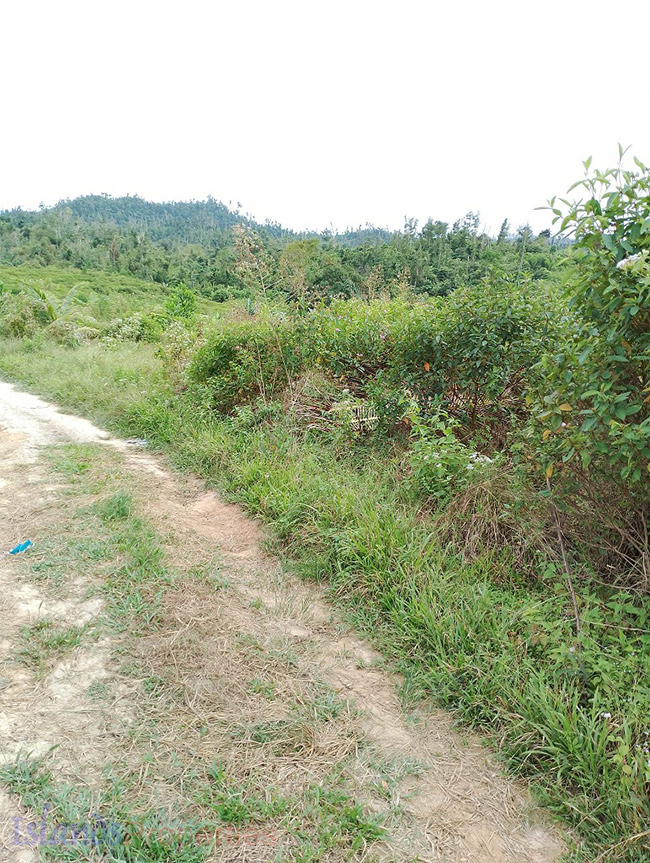 Agriland for Sale Agricultural Land Planted with coconut trees and unnumbered pineapple.