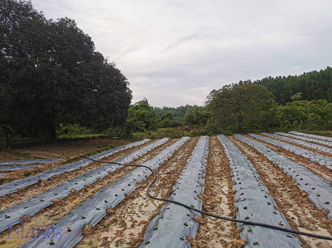 Beautiful Farm for Sale Portions are cultivated for wet land rice, vegetables production.